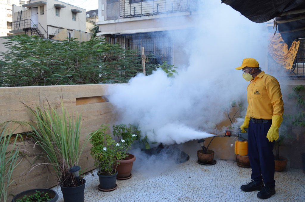 pests-that-increase-in-summers